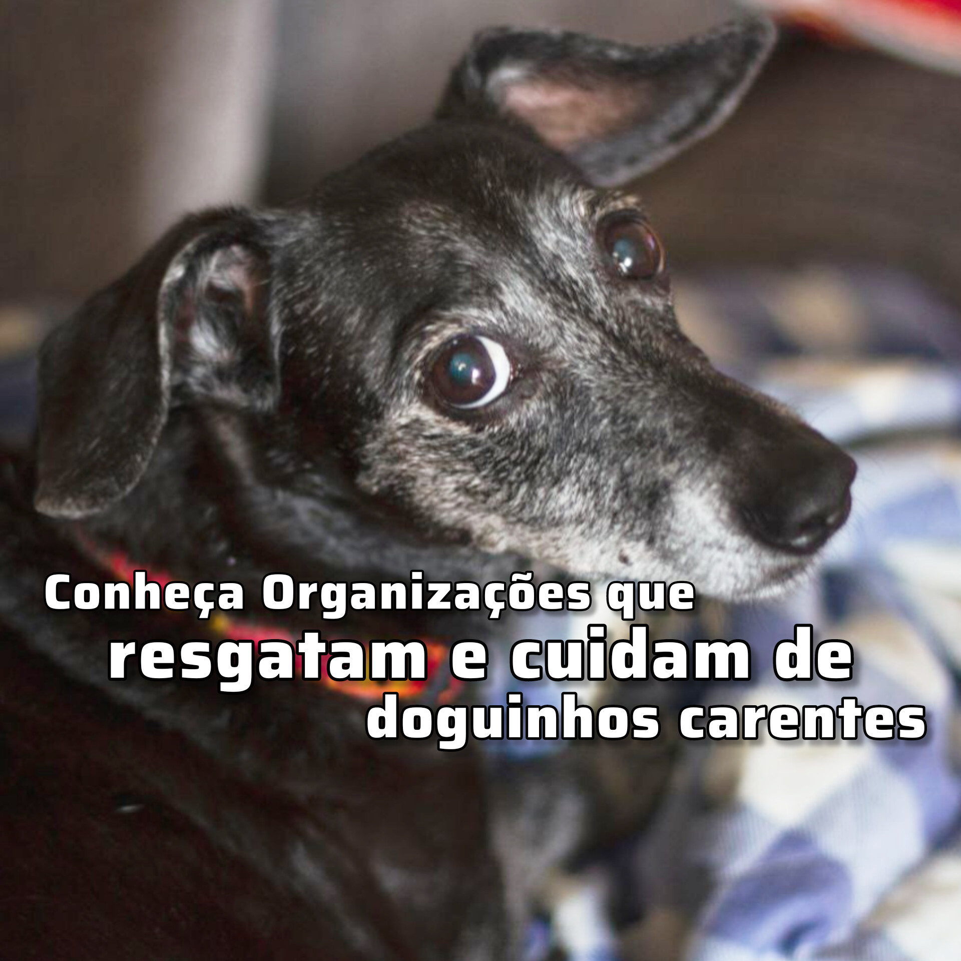 Organizações que Resgatam Doguinhos